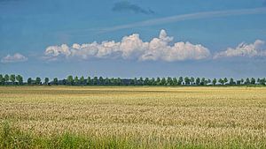 Wolkenband über Sommerfeld mit goldgelbem Weizen