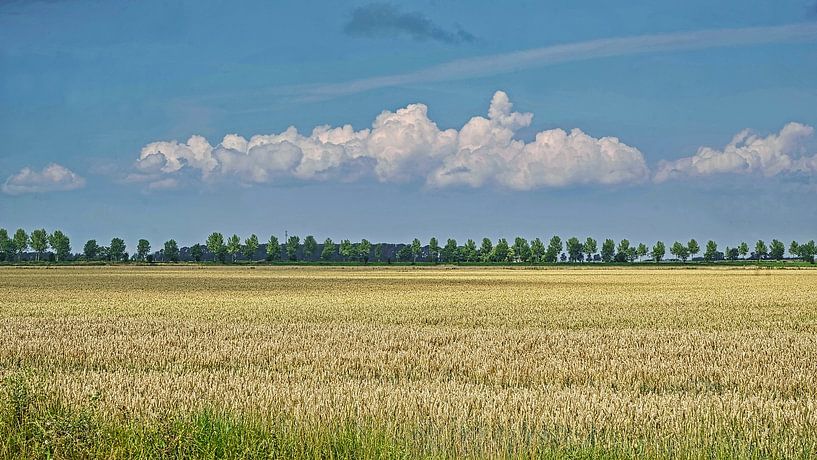 Band of clouds over summer field with golden yellow wheat by Gert van Santen