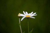 Frühlingsblume Gänseblümchen