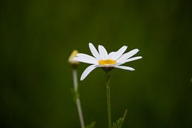 Spring flower Daisy by Photos by Francis