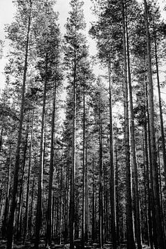 Endless trees van Marielle de Boer