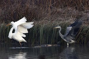 Aigrette garzette et héron cendré en train de danser