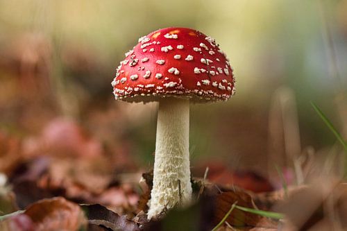 Altijd weer mooi zo'n vliegenzwam van Natuurpracht   Kees Doornenbal