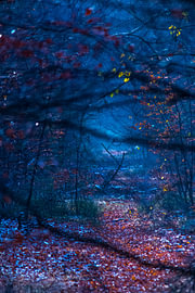 De overgang van herfst naar winter in het bos