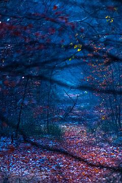 De overgang van herfst naar winter in het bos van Daniëlle Langelaar Photography
