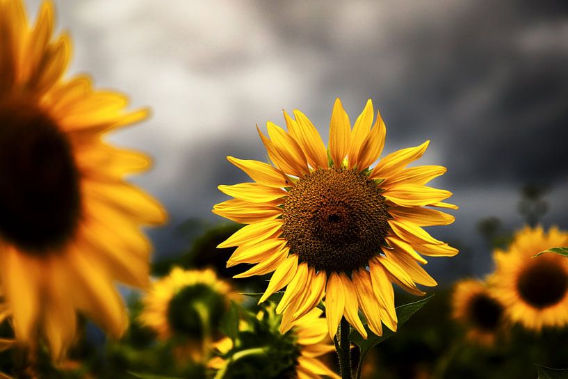 Zonnebloemen van Marco Rutten