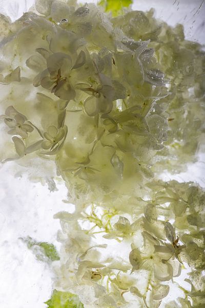 Viburnum in kristallklarem Eis 2 von Marc Heiligenstein