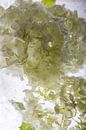 Viburnum in kristalhelder ijs 2 van Marc Heiligenstein thumbnail