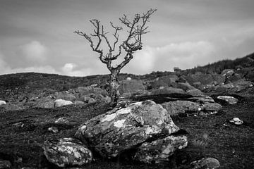 Eenzame kale struik in Ierland (b&w)