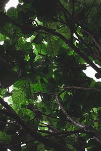 Jungle de feuilles de violette ou de tabac sur Denise Tiggelman