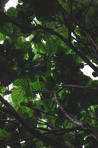 Jungle van Vioolbladplant of Tabaksplant