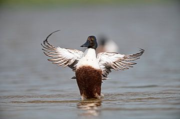 Shoveler   (Spatula clypeata) by Dick Hoogenboom