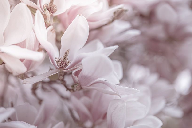 flowers part 267 by Tania Perneel
