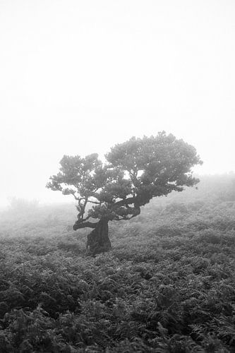 Fanal Forest, Madeira, Portugal.