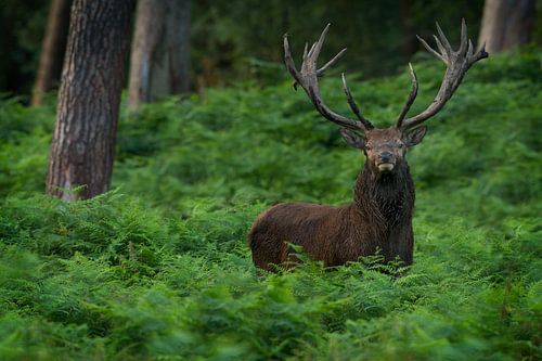 Bronstig Edelhert in boslandschap met varens