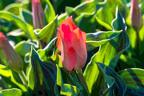 stilisierte rote Tulpe
