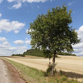 Boom met pad in de zomer van Martin Flechsig