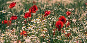 champ de coquelicots sur t.a.m. postma