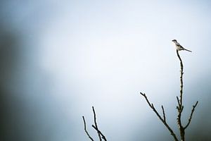 La pie-grièche sur Danny Slijfer Natuurfotografie