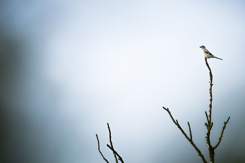The shrike by Danny Slijfer Natuurfotografie