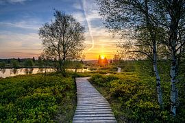 Brackvenn, Hautes Fagnes, Belgique sur Alexander Ludwig