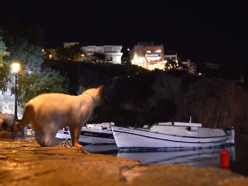 Kat in de haven op Kreta van Greta Lipman