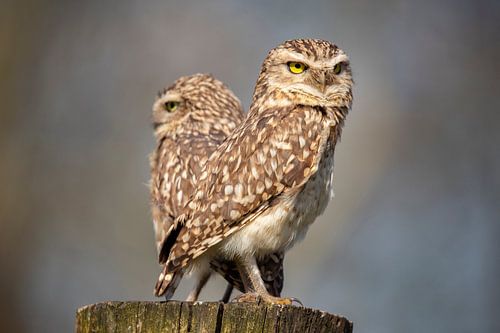 Steenuil, (Athene noctua)