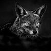 Portret van een Jakhals in zwart-wit van Chris Stenger