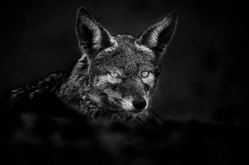 Portret van een Jakhals in zwart-wit