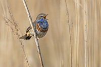 Blauwborst zingend in het riet.