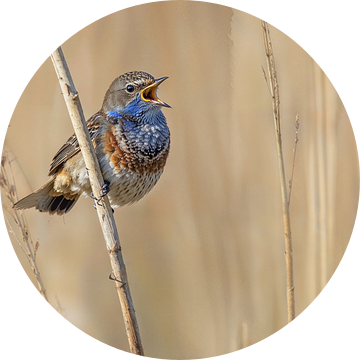 Blauwborst zingend in het riet. van Roosmarijn Bruijns