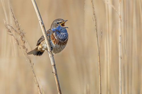Bluethroat singing in the reeds.