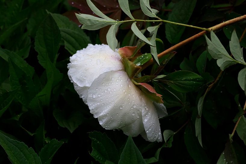 After the rain by Thomas Jäger