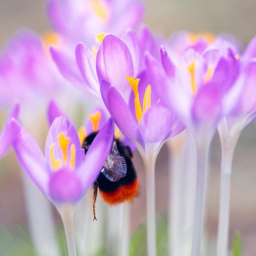 Königin der Hummeln auf Krokus
