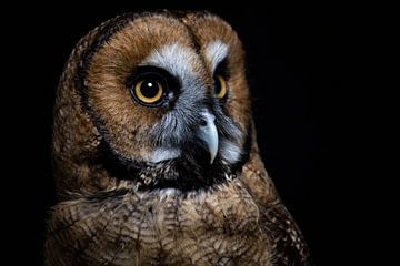 Tough owl up close by Randy Riepe