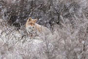 Vos in een winterlandschap van Menno Schaefer