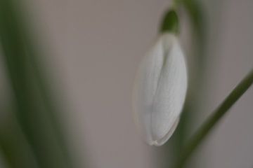 Macro galanthus nivalis, Schneeglöckchen aus nächster Nähe von Jolanda de Jong-Jansen