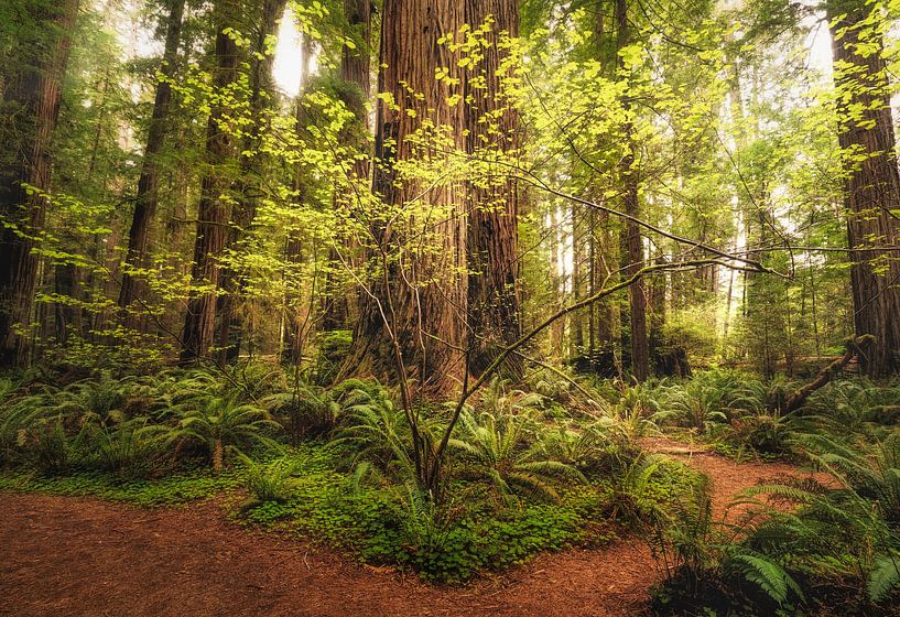 The colors of small giants by Loris Photography