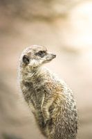 Meerkat.