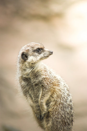 Erdmännchen.