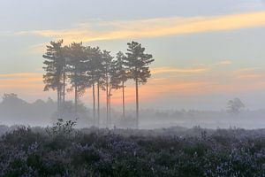 Zonsopkomst op de paarse hei