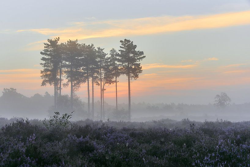 Sonnenaufgang auf der violetten Heide von Ad Jekel