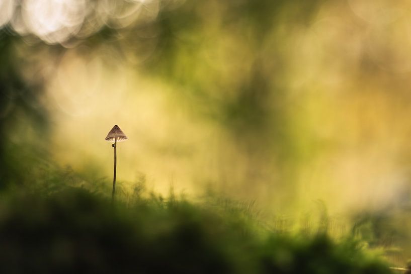 Mystische Verwundbarkeit von Peter Groeneboom