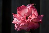 old rose