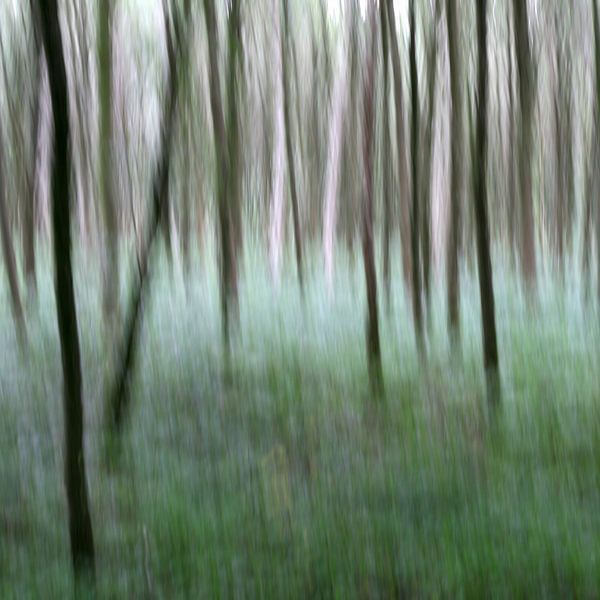 Der Wald I von Volker Banken