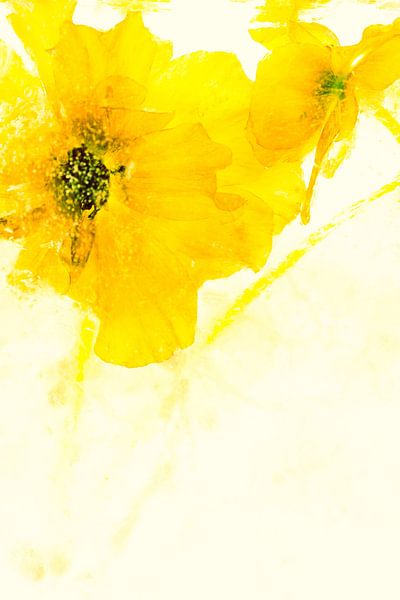 Ranunculus in Ice 2 by Marc Heiligenstein