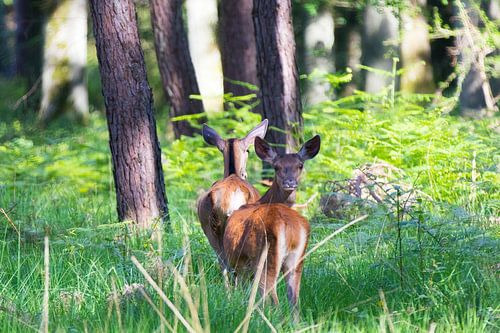 Two red deer hindes – Cerfus elaphus