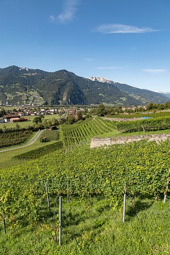 Zwitserse druivenranken.