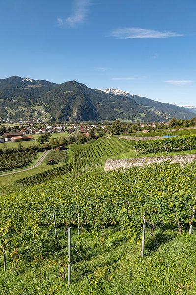 Swiss grape vines. by Richard Wareham