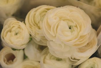 Renoncules blanches romantiques